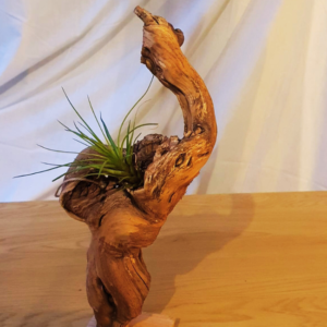 Pièce déco végetalisée