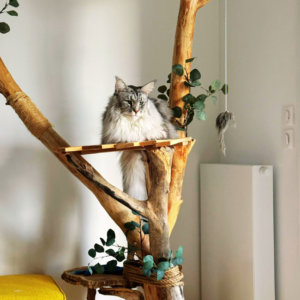 Arbre à chat